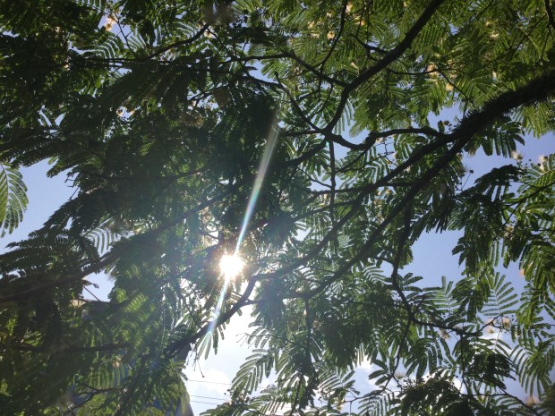 under the Silk Tree Eureka, NZ